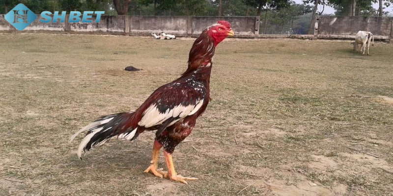 màu mạng đá gà Tổng hợp một số màu mạng gà đá thường gặp