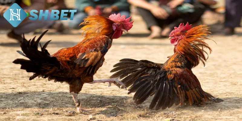 Kỹ năng chọi gà hàng xáo mà bạn cần biết