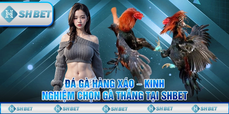 Đá Gà Hàng Xáo – Kinh Nghiệm Chọn Gà Thắng Tại SHBET