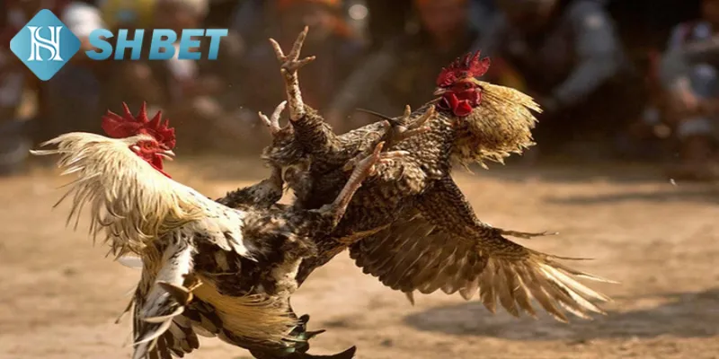 Một vài thông tin chung cần biết về trận đá gà 24 tỷ