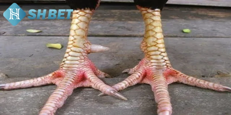 Một số điểm cần chú ý khi lựa chọn vảy gà chọi tốt