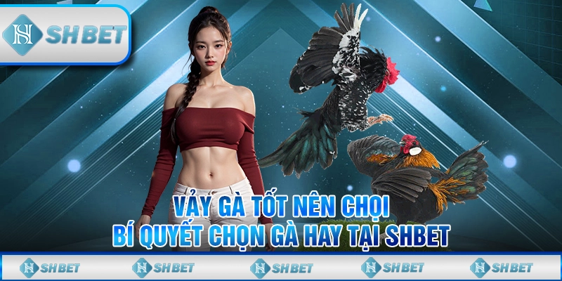 Vảy Gà Tốt Nên Chọi – Bí Quyết Chọn Gà Hay Tại SHBET