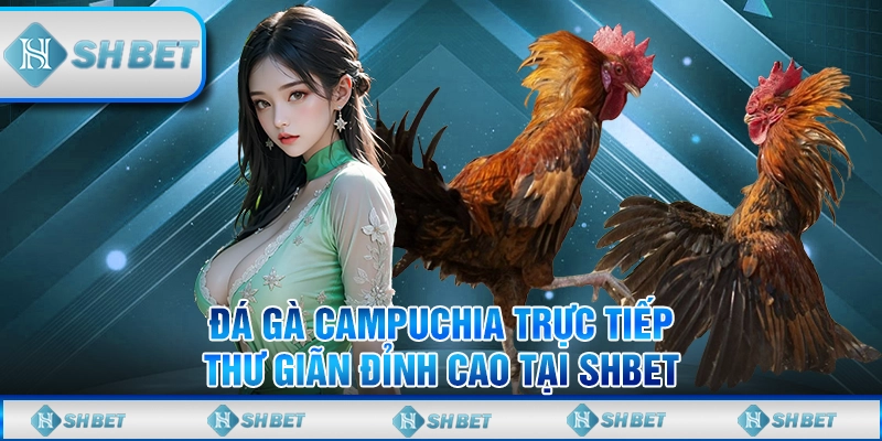 Đá Gà Campuchia Trực Tiếp – Thư Giãn Đỉnh Cao Tại SHBET