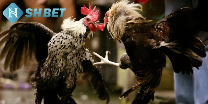 Một vài nét sơ lược về định nghĩa của đá gà Mỹ chiến