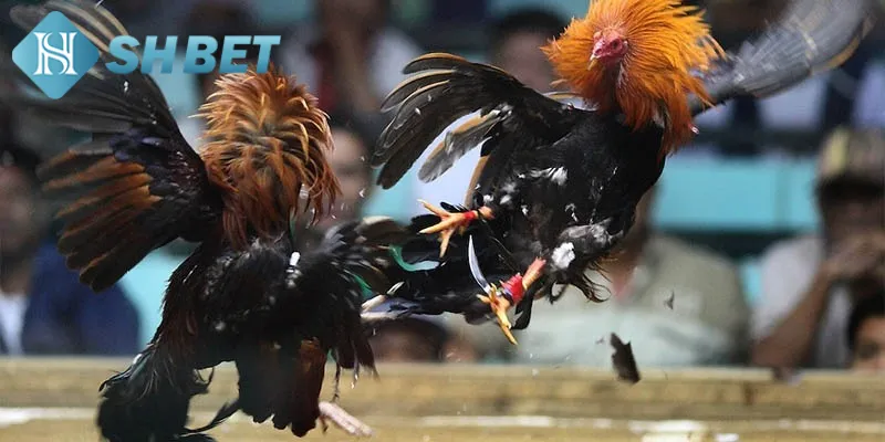 Hướng dẫn quy luật tham gia chọi gà Thomo cho tân binh