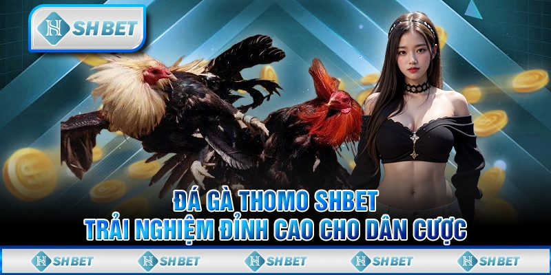 Đá Gà Thomo SHBET – Trải Nghiệm Đỉnh Cao Cho Dân Cược