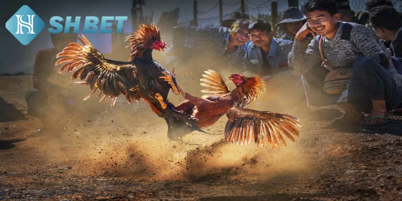 Tìm hiểu một vài thông tin tổng quan về đá gà trực tiếp bình luận