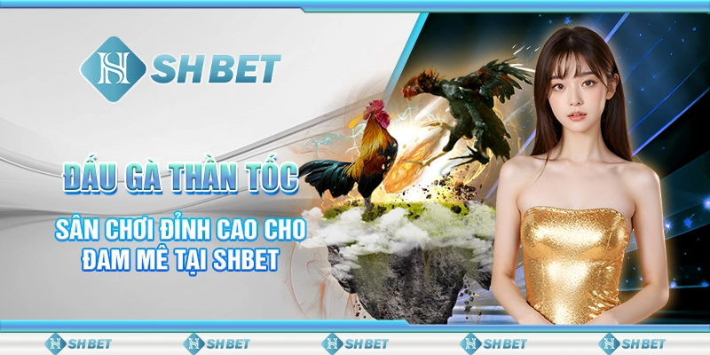 Đấu Gà Thần Tốc - Sân Chơi Đỉnh Cao Cho Đam Mê Tại SHBET