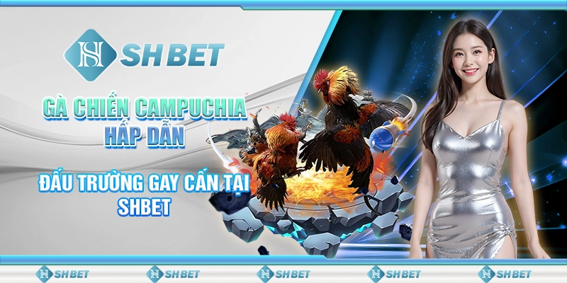 Gà Chiến Campuchia Hấp Dẫn - Đấu Trường Gay Cấn Tại SHBET