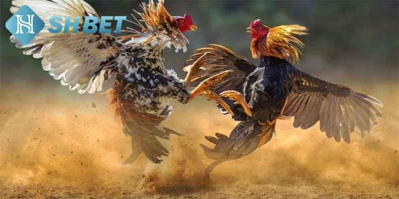 Khám phá một vài thông tin tổng quan về trận chiến gà tre