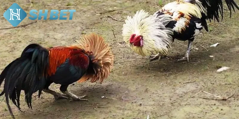 Giới thiệu vài nét khái quát về loại hình trực tiếp đá gà tre