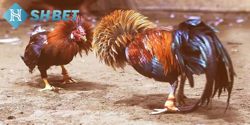 Các loại hình chọi gà tre trực tiếp được ưa chuộng nhất