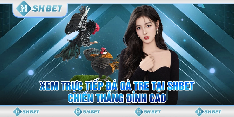 Xem Trực Tiếp Đá Gà Tre Tại SHBET - Chiến Thắng Đỉnh Cao