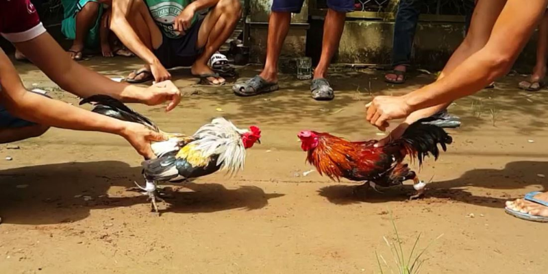 Đá gà cựa sắt giúp người tham gia thể hiện được kỹ năng