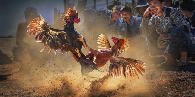 Người chơi có thể lựa chọn chiến kê yêu thích dựa trên phong độ