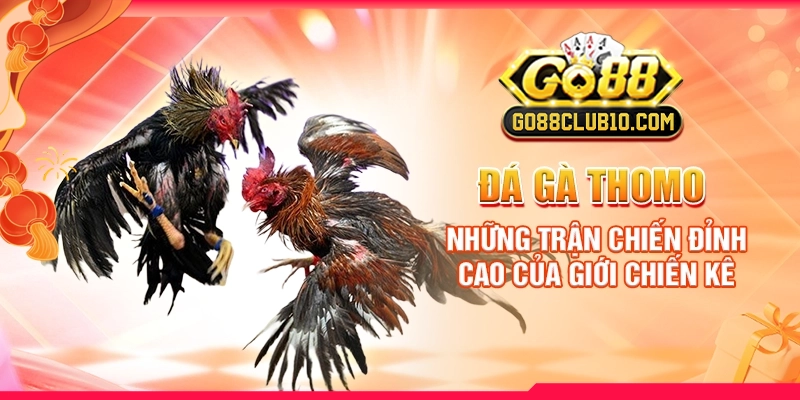 Đá Gà Thomo: Những Trận Chiến Đỉnh Cao Của Giới Chiến Kê