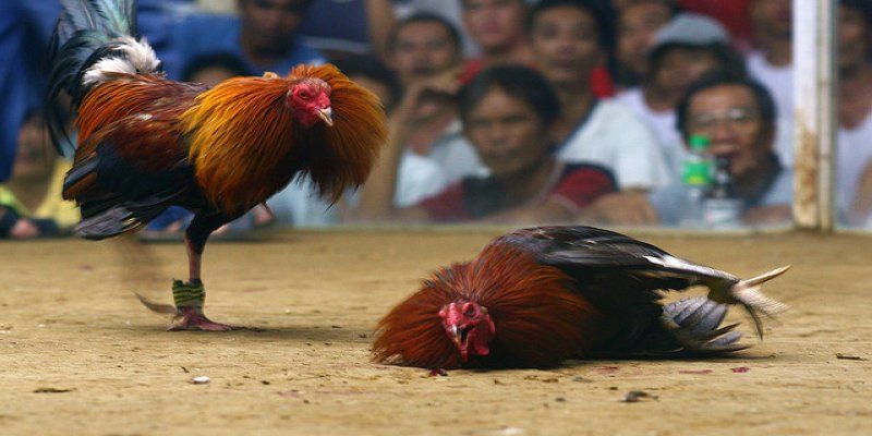 Đôi nét về hình thức đá gà