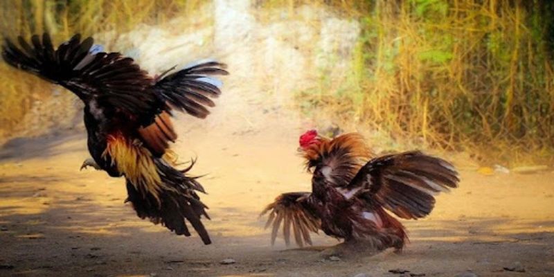 Loại đá gà này có nhiều hình thức cược khác nhau