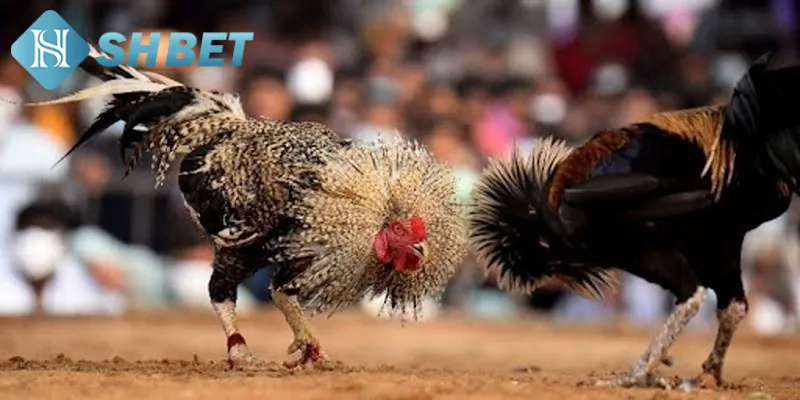 Hình thức đặt cược quen thuộc trong chọi gà Thái Lan