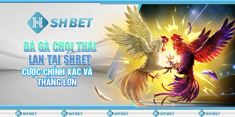 Đá Gà Chọi Thái Lan Tại SHBET – Cược Chính Xác Và Thắng Lớn
