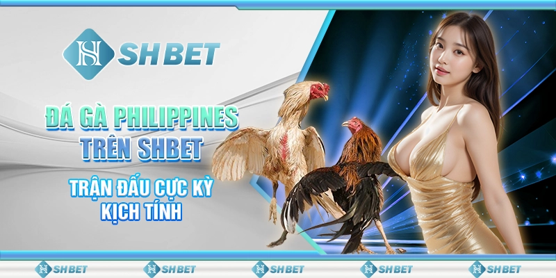 Đá Gà Philippines Trên SHBET - Trận Đấu Cực Kỳ Kịch Tính