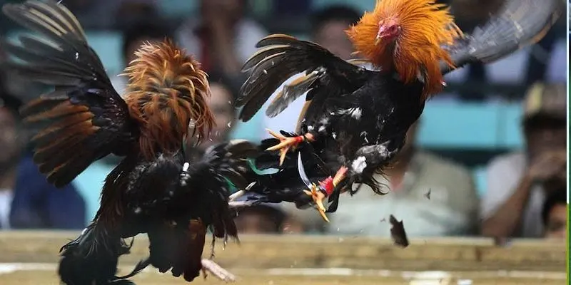 Hãy tìm hiểu chiến kê kỹ lưỡng trước khi tham gia cược