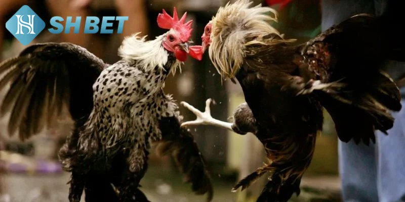 Một vài thông tin cơ bản cần biết về giống gà tre