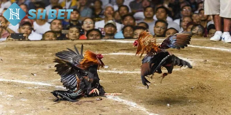 Một vài nét cơ bản cần biết về đấu gà chuyên nghiệp