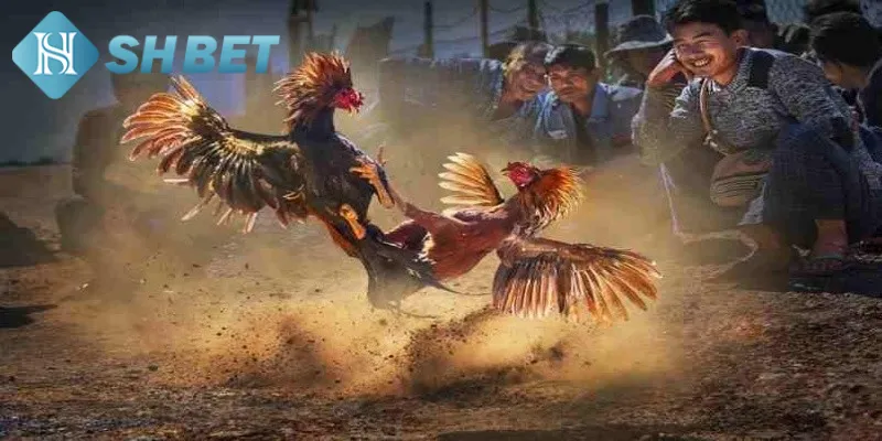 Sức hút mà bộ môn chọi gà chuyên nghiệp mang đến