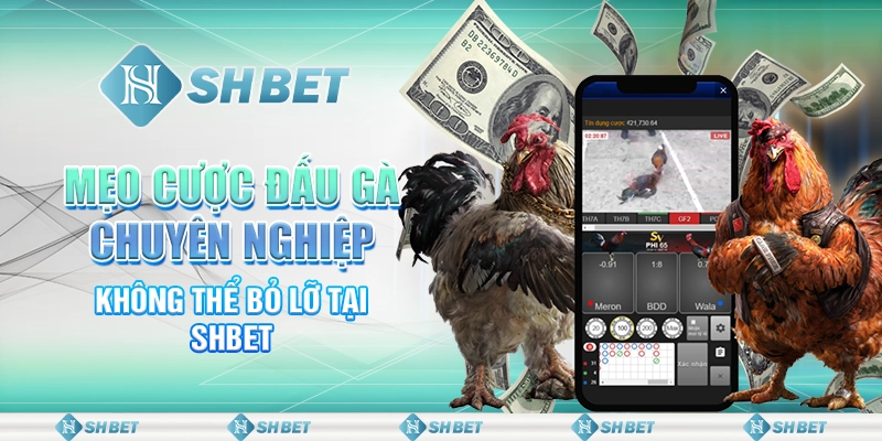 Mẹo Cược Đấu Gà Chuyên Nghiệp Không Thể Bỏ Lỡ Tại SHBET
