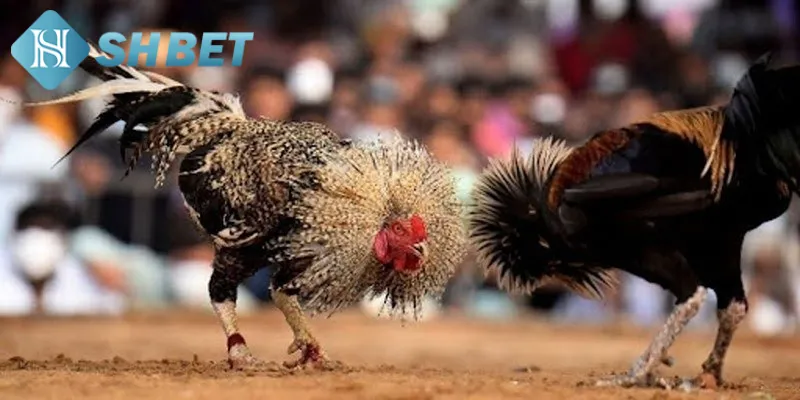Cẩm nang đặt cược chọi gà siêu chiến hiệu quả từ cao thủ