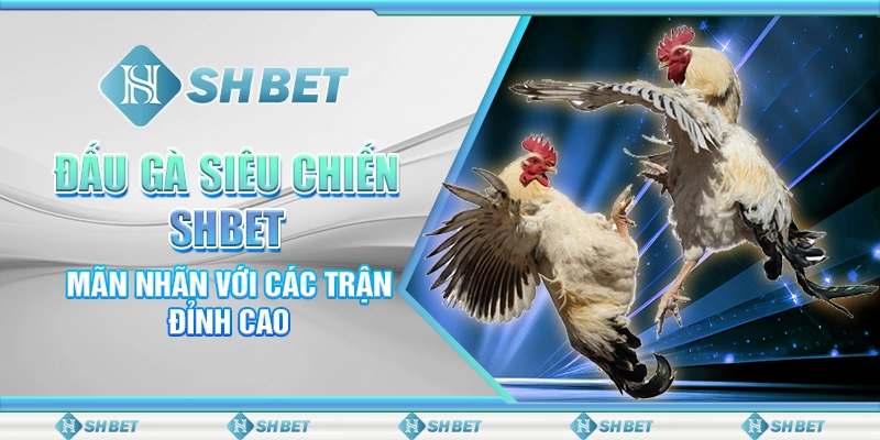 Đấu Gà Siêu Chiến SHBET – Mãn Nhãn Với Các Trận Đỉnh Cao