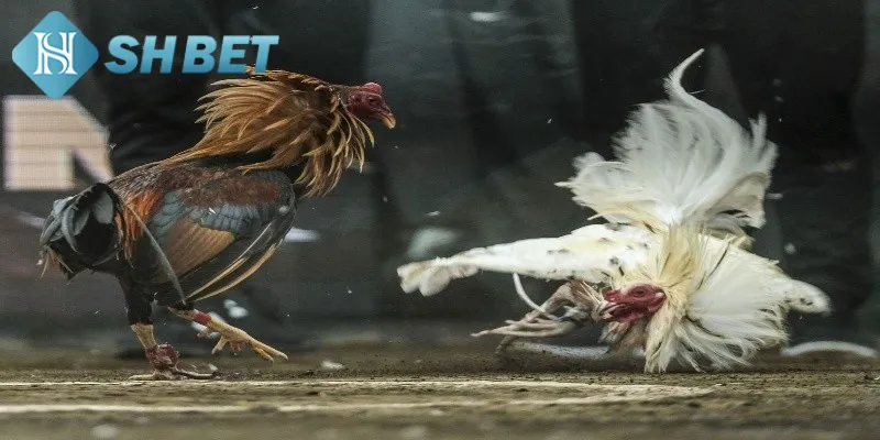 Khái quát đôi nét thông tin sơ lược về đấu gà tỷ phú
