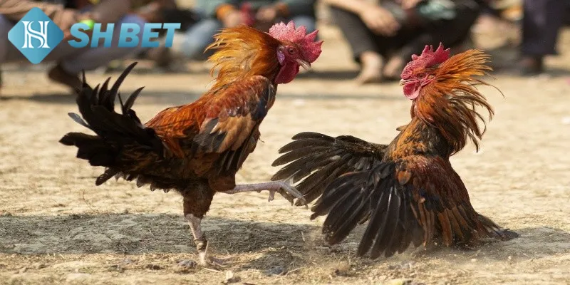 Tổng hợp ưu điểm vượt trội của các trận chọi gà tỷ phú