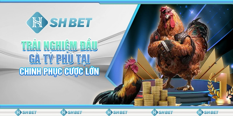 Trải Nghiệm Đấu Gà Tỷ Phú Tại SHBET – Chinh Phục Cược Lớn