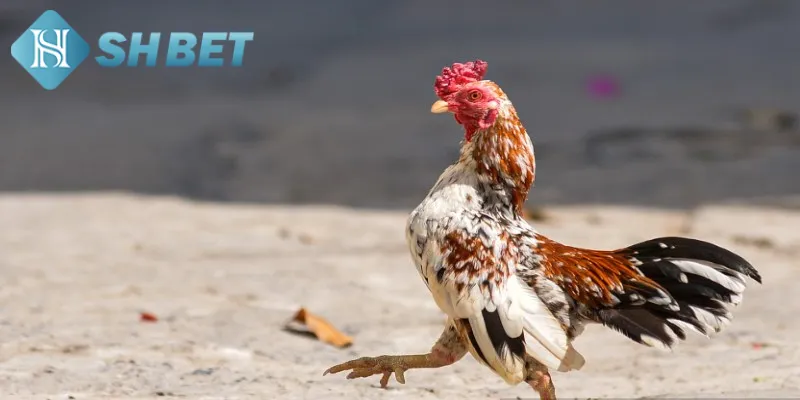 Giới thiệu một số đặc điểm nổi bật của gà chọi xứ Bắc