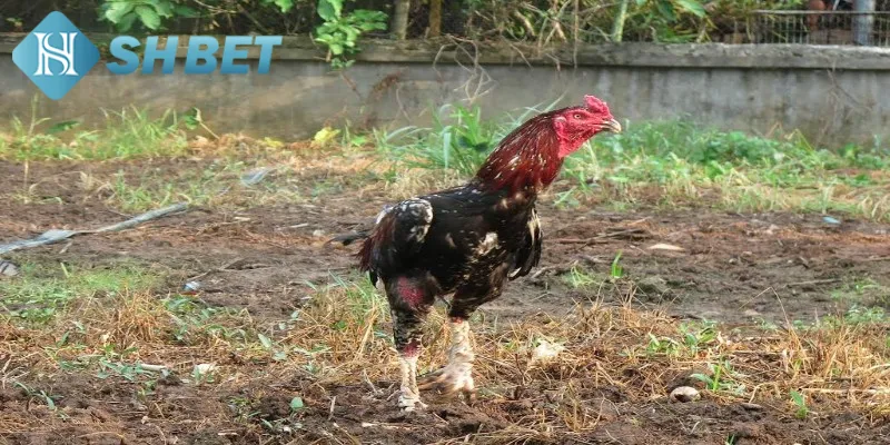 SHBET mang đến sân chơi gà chiến xứ Bắc chuyên nghiệp