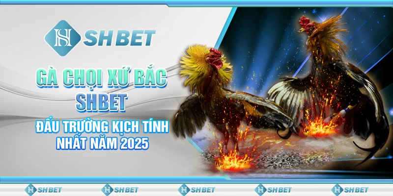 Gà Chọi Xứ Bắc SHBET – Đấu Trường Kịch Tính Nhất Năm 2025