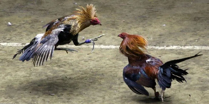 mot-vai-chien-thuat-choi-ga-lai-cuc-hay-ma-ban-can-tham-khao