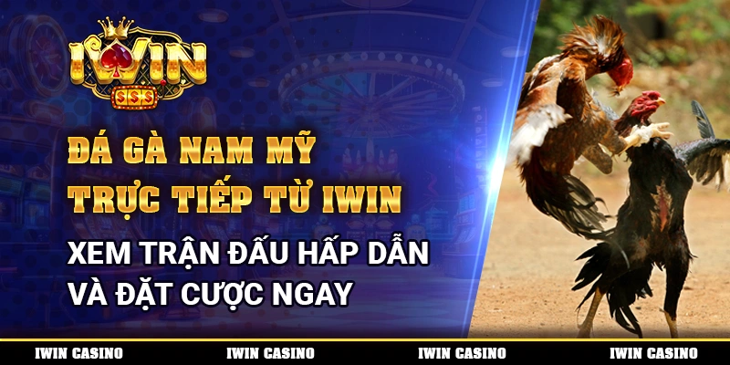 Đá gà Nam Mỹ trực tiếp từ IWIN, xem trận đấu hấp dẫn và đặt cược ngay