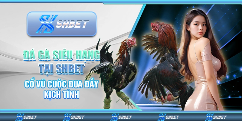 Đá Gà Siêu Hạng Tại SHBET – Cổ Vũ Cuộc Đua Đầy Kịch Tính