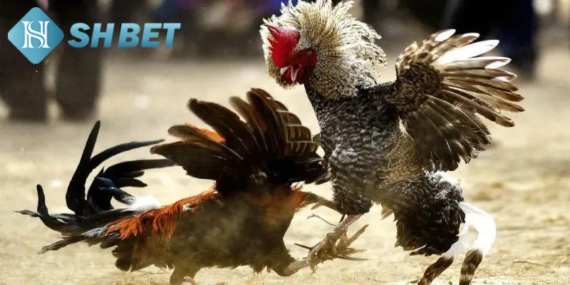 Gà chọi đại chiến mang đến cơ hội cá cược đa dạng