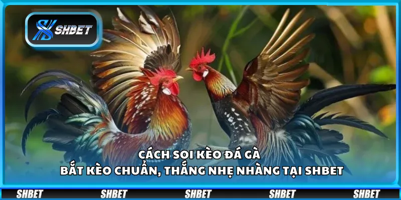 Cách soi kèo đá gà – Bắt kèo chuẩn, thắng nhẹ nhàng tại Shbet