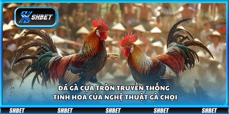 Đá gà cựa tròn truyền thống tại Shbet – Tinh hoa của nghệ thuật gà chọi