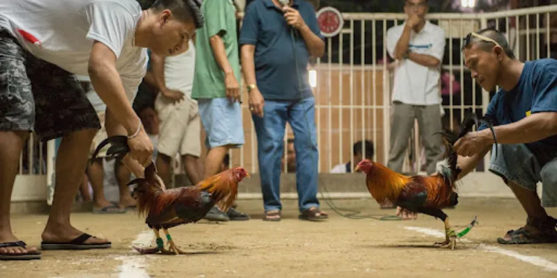 Hình thức thi đấu trong đá gà cựa tròn